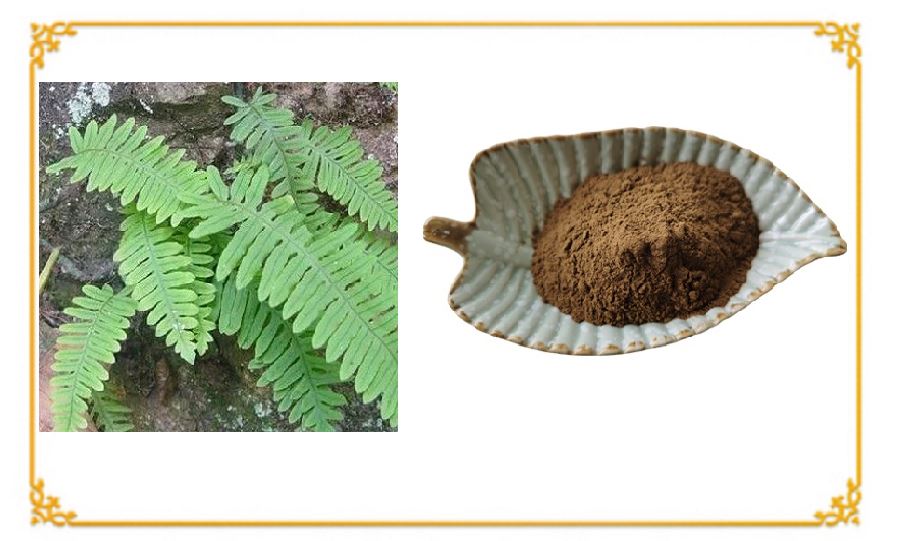 Polypodium leucotomos extract