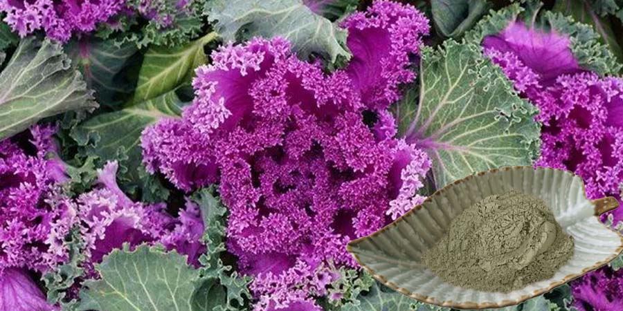 Kale Leaf Powder Kale Leaf Powder