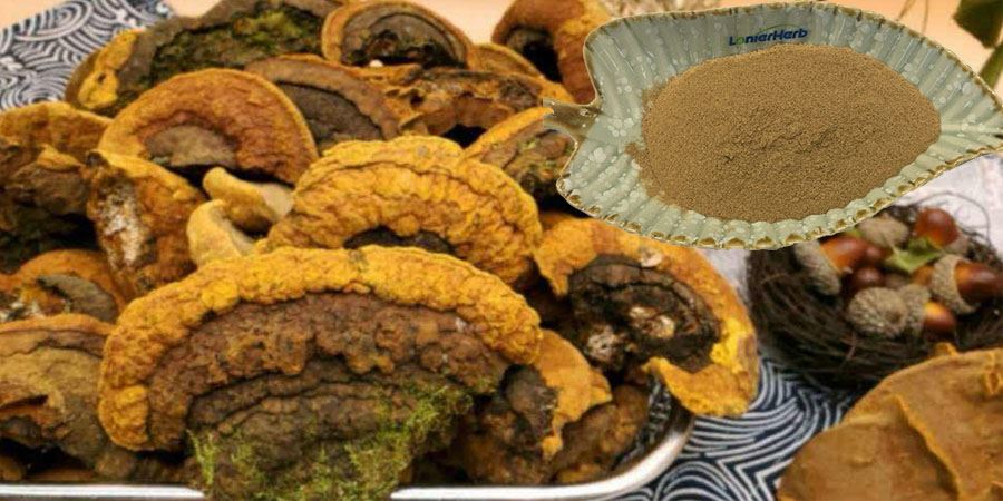 Phellinus Linteus Mushroom Extract