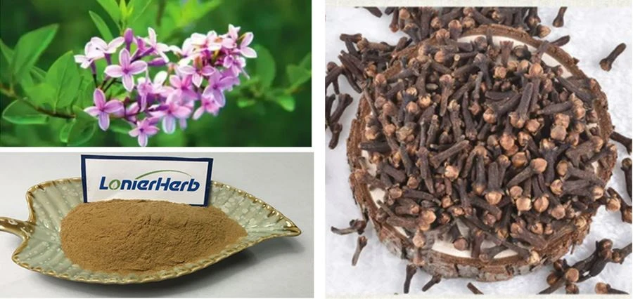 Clove Extract