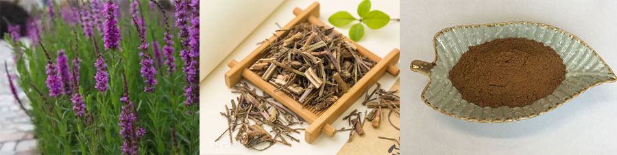 Wholesale Verbena Extract