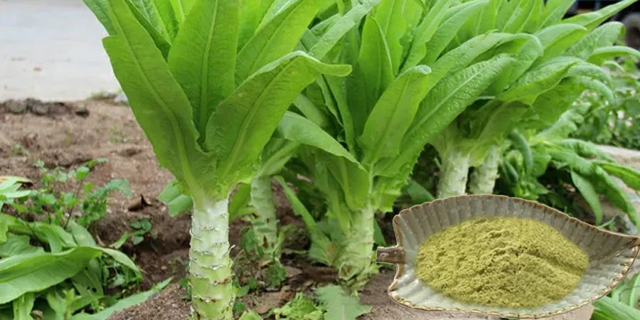 Lettuce Powder