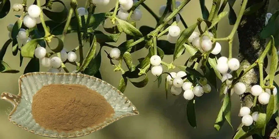Mistletoe Extract Powder