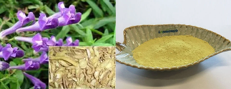 Baical Skullcap Extract 98% Baicalin Free Sample Baical Skullcap Extract 98% Baicalin Free Sample