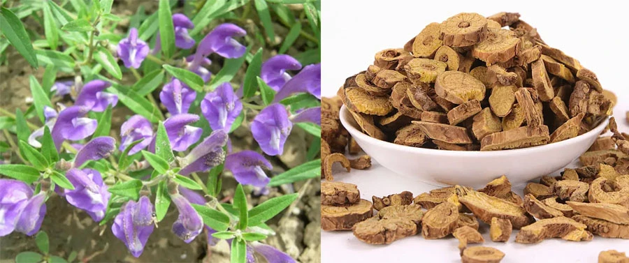 Baical Skullcap Extract 98% Baicalin for sale Baical Skullcap Extract 98% Baicalin for sale