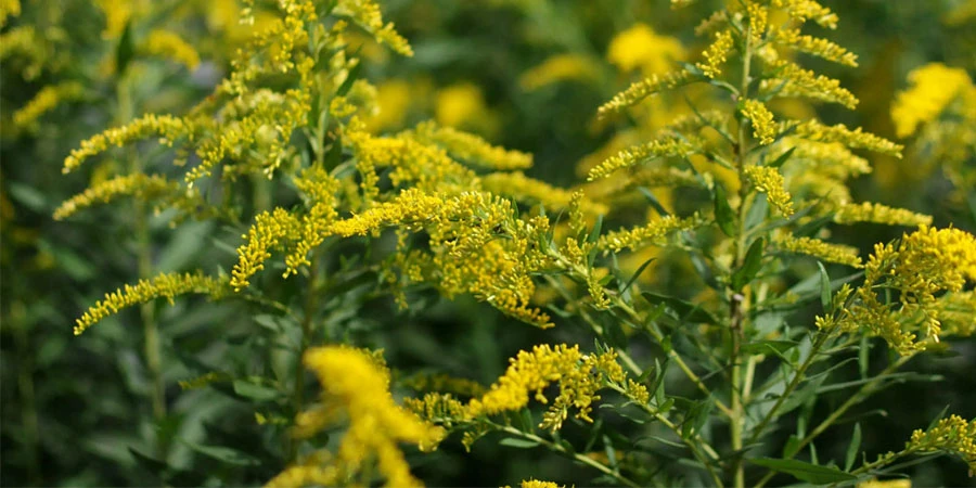 Solidago Extract factory