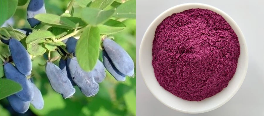 high quality Blue Honeysuckle Fruit Powder high quality Blue Honeysuckle Fruit Powder